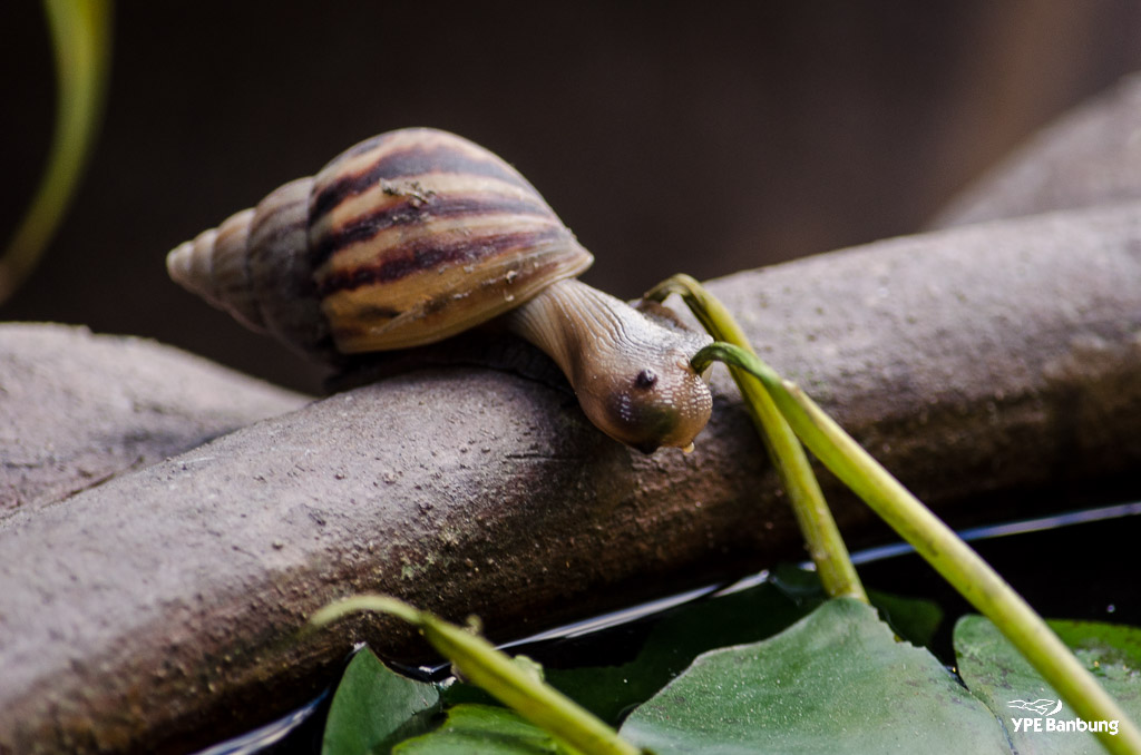 breakfast-snail-1.jpg