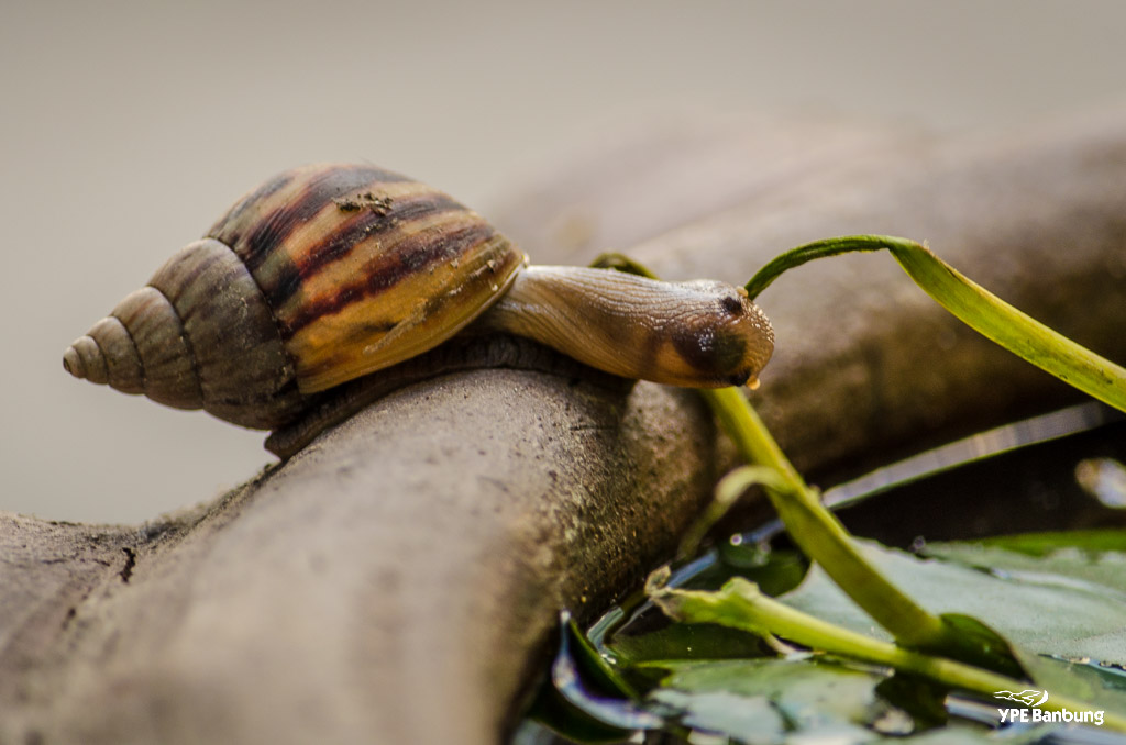 breakfast-snail-2.jpg
