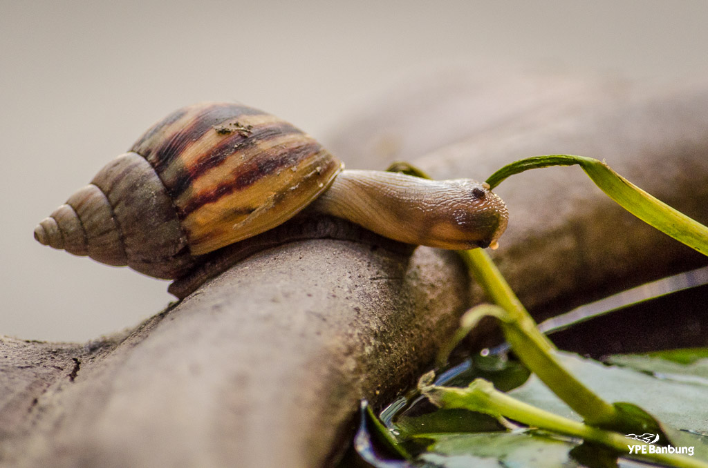 breakfast-snail-3.jpg