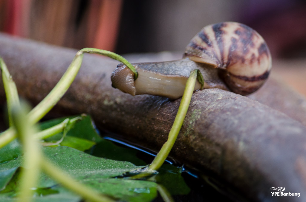 breakfast-snail-4.jpg