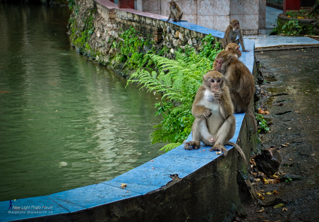 breaktime_monkey-1.jpg