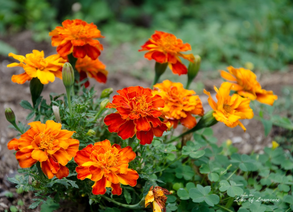 Bright orange LOL.jpg