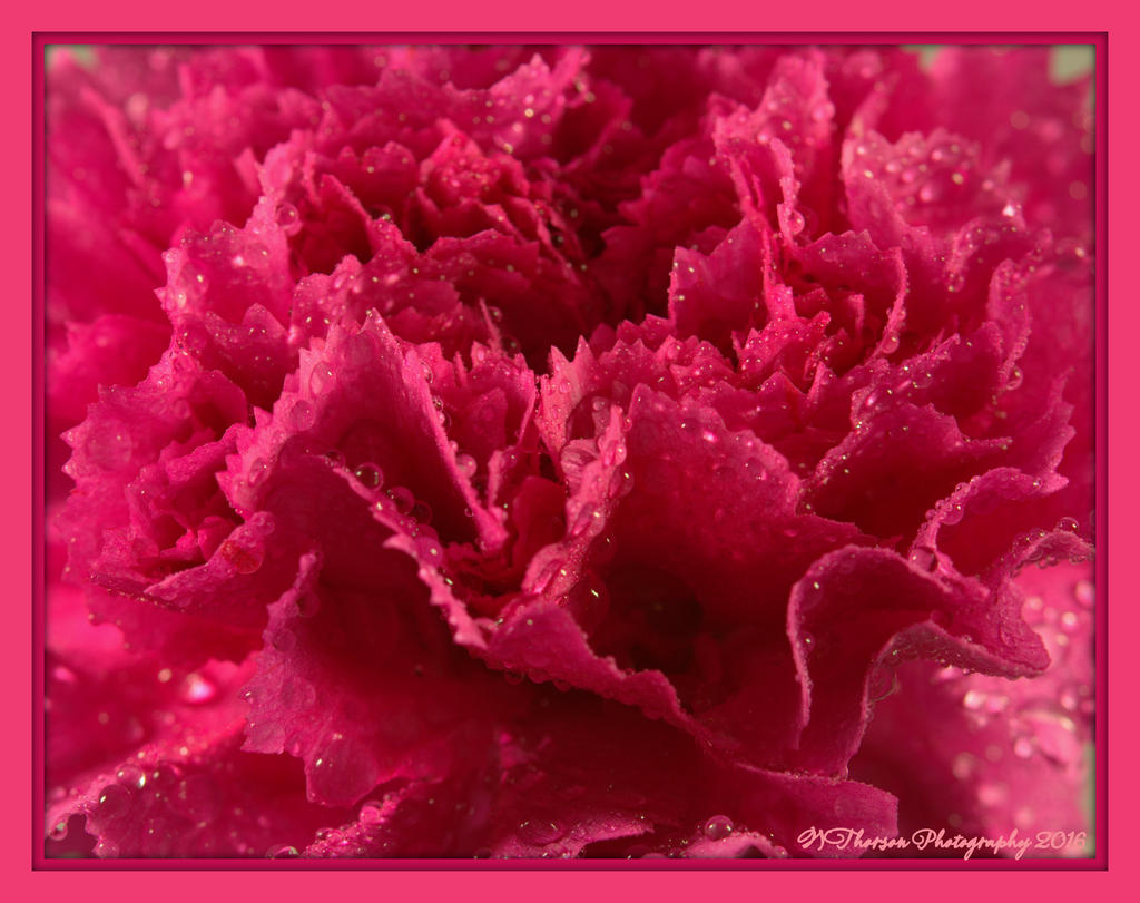 Bright Pink Carnation 2-27-2016.jpg