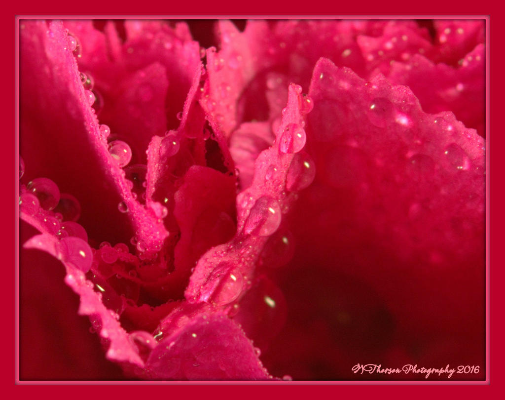 Bright Pink Carnation Close Up 2-27-2016.jpg