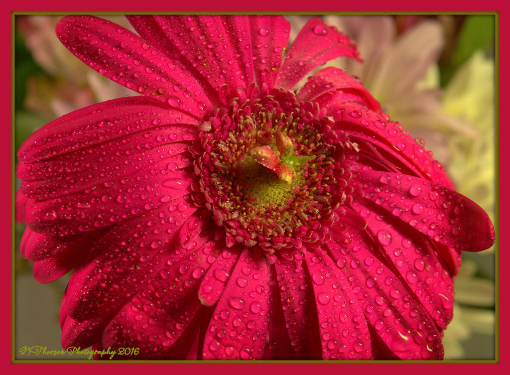 Bright Pink Gerber Daisy 2-27-2016.jpg