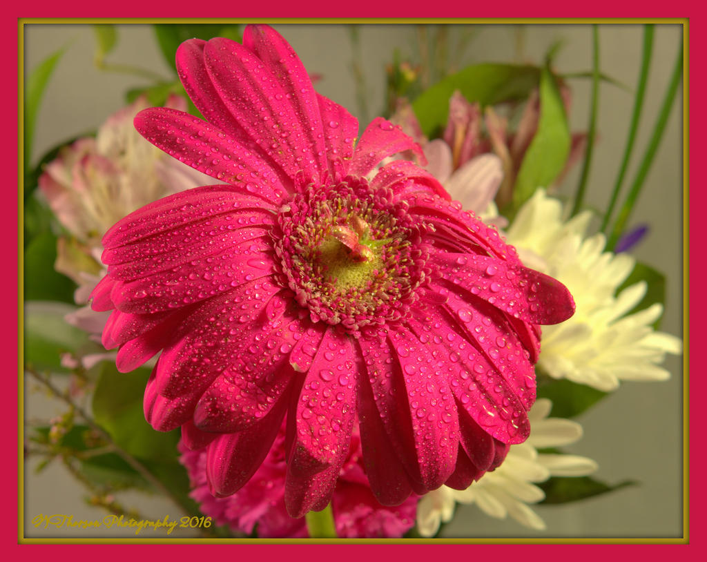 Bright Pink Gerber Daisy Bouquet 2-27-2016.jpg