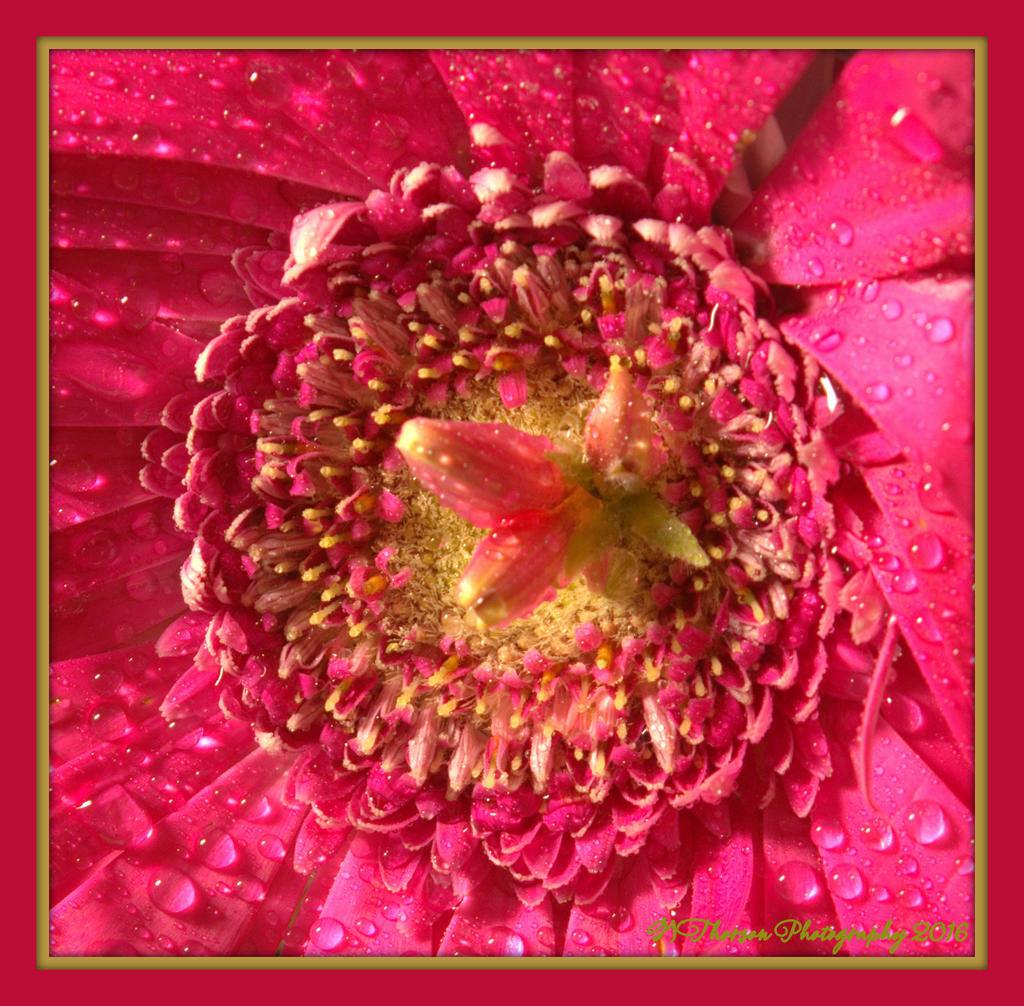 Bright Pink Gerber Daisy Close Up 2-27-2016.jpg