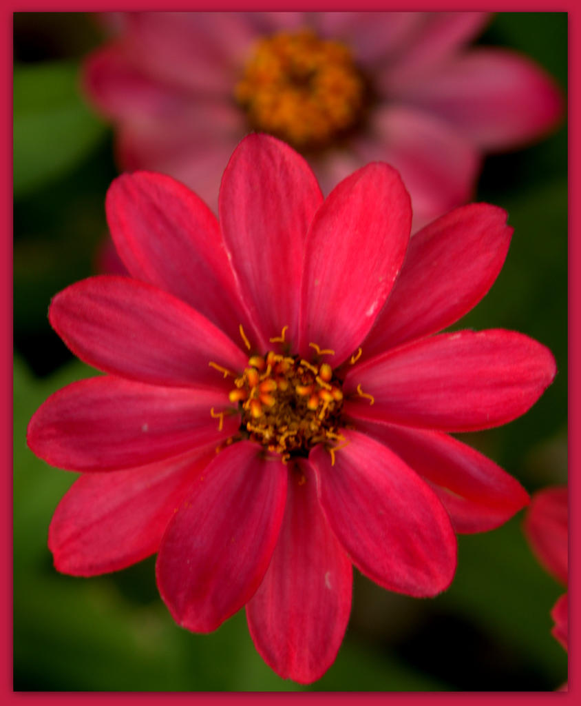 Bright Pink Zinnia.jpg