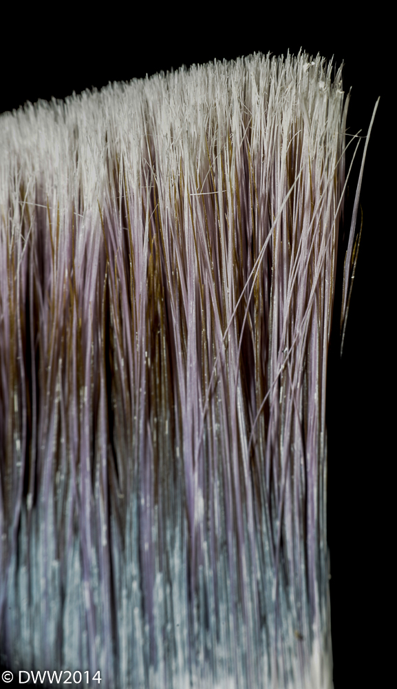 Bristles (1 of 1).jpg