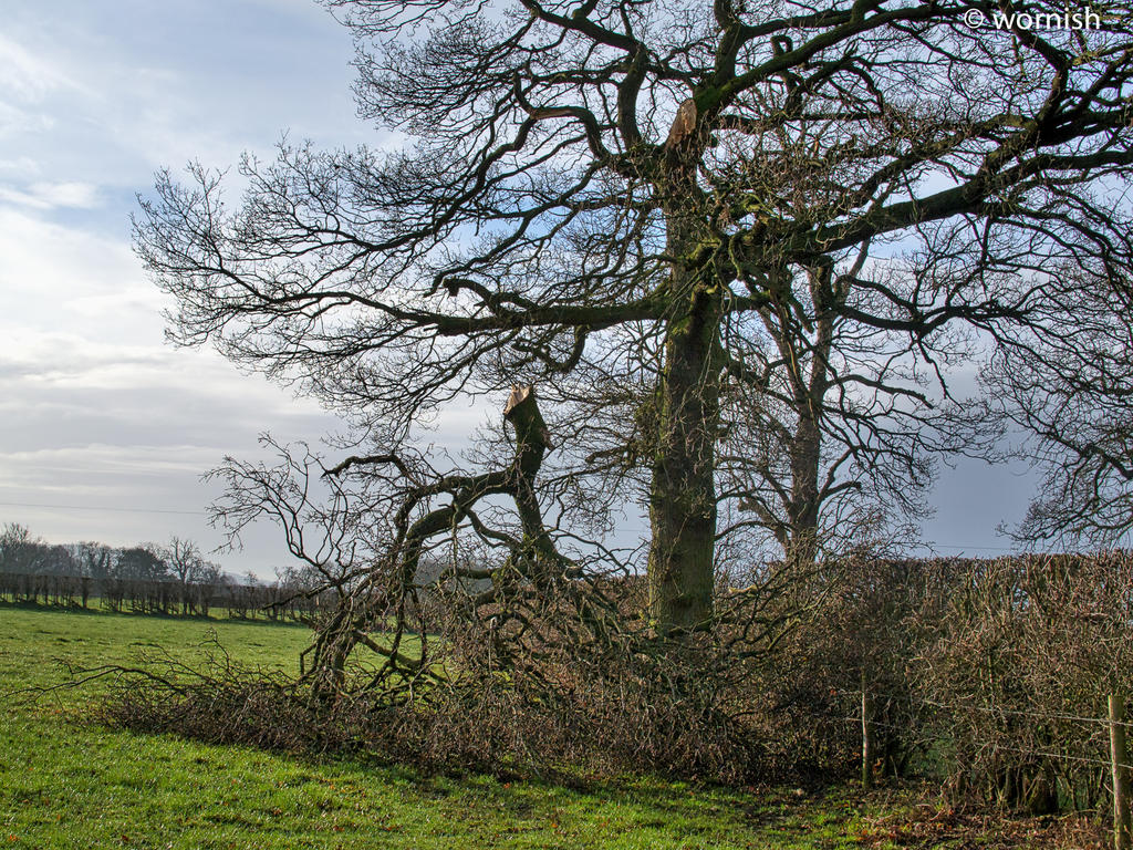broken tree-2.jpg