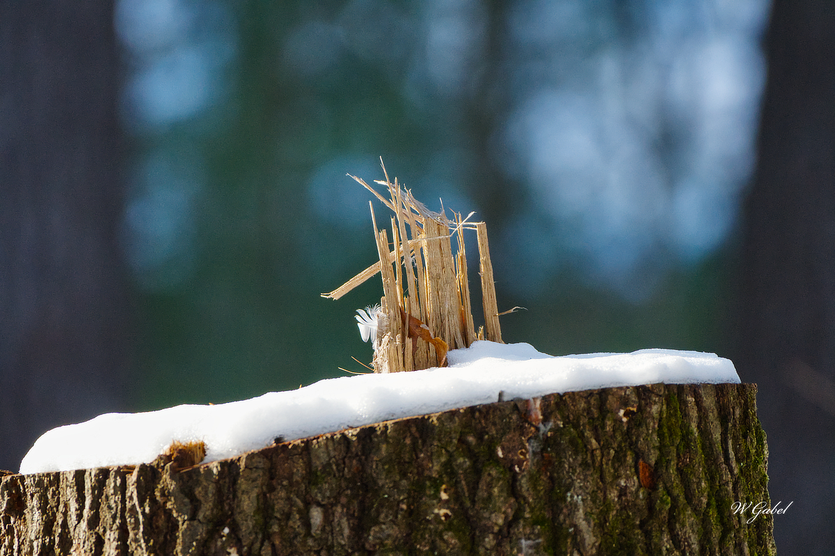 Broken wood sm.jpg