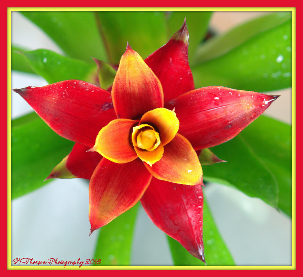 Bromelaid 1-11-2016.jpg