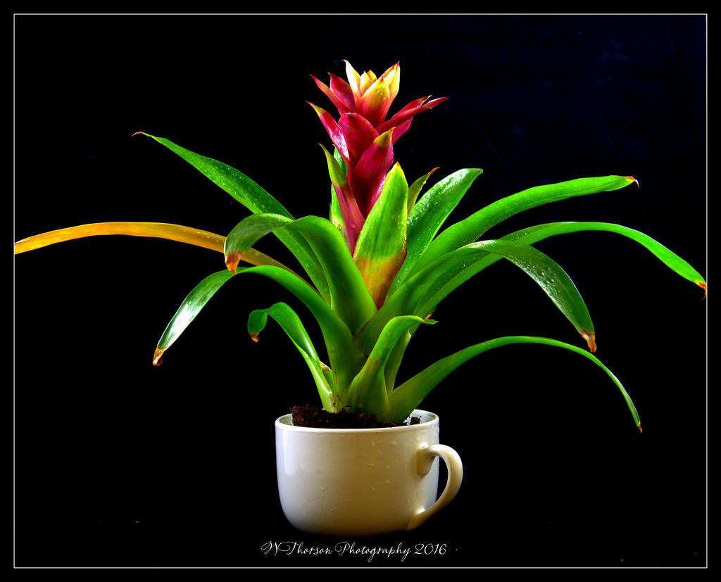 Bromelaid in a White Cup 5-11-2016.jpg