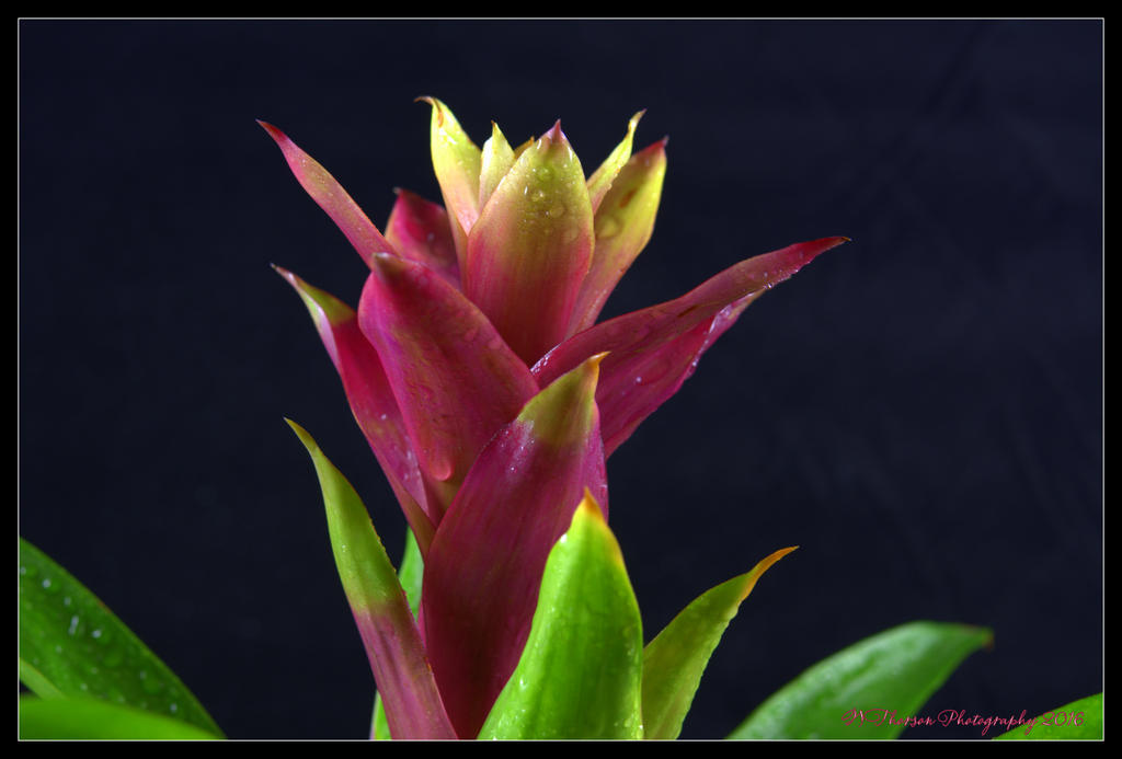 Bromelaid Profile 5-11-2016.jpg