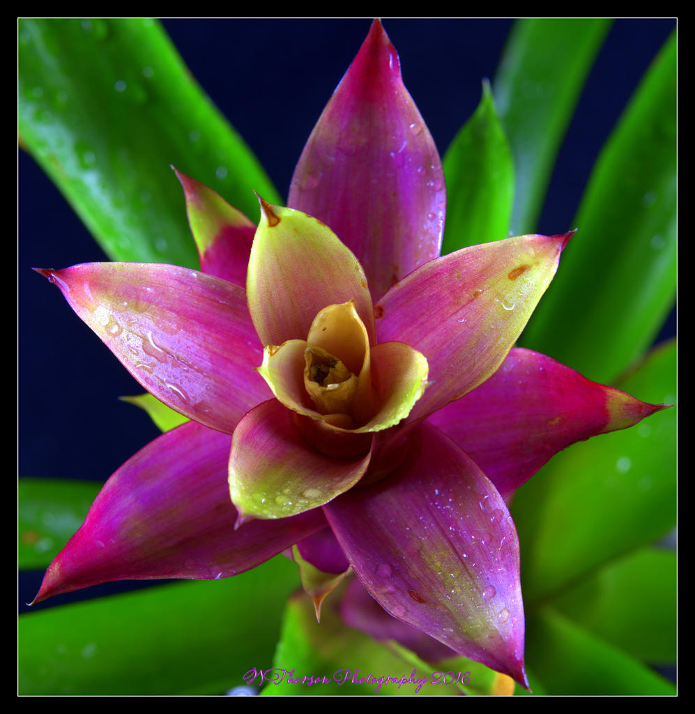 Bromelaid Star 5-11-2016.jpg