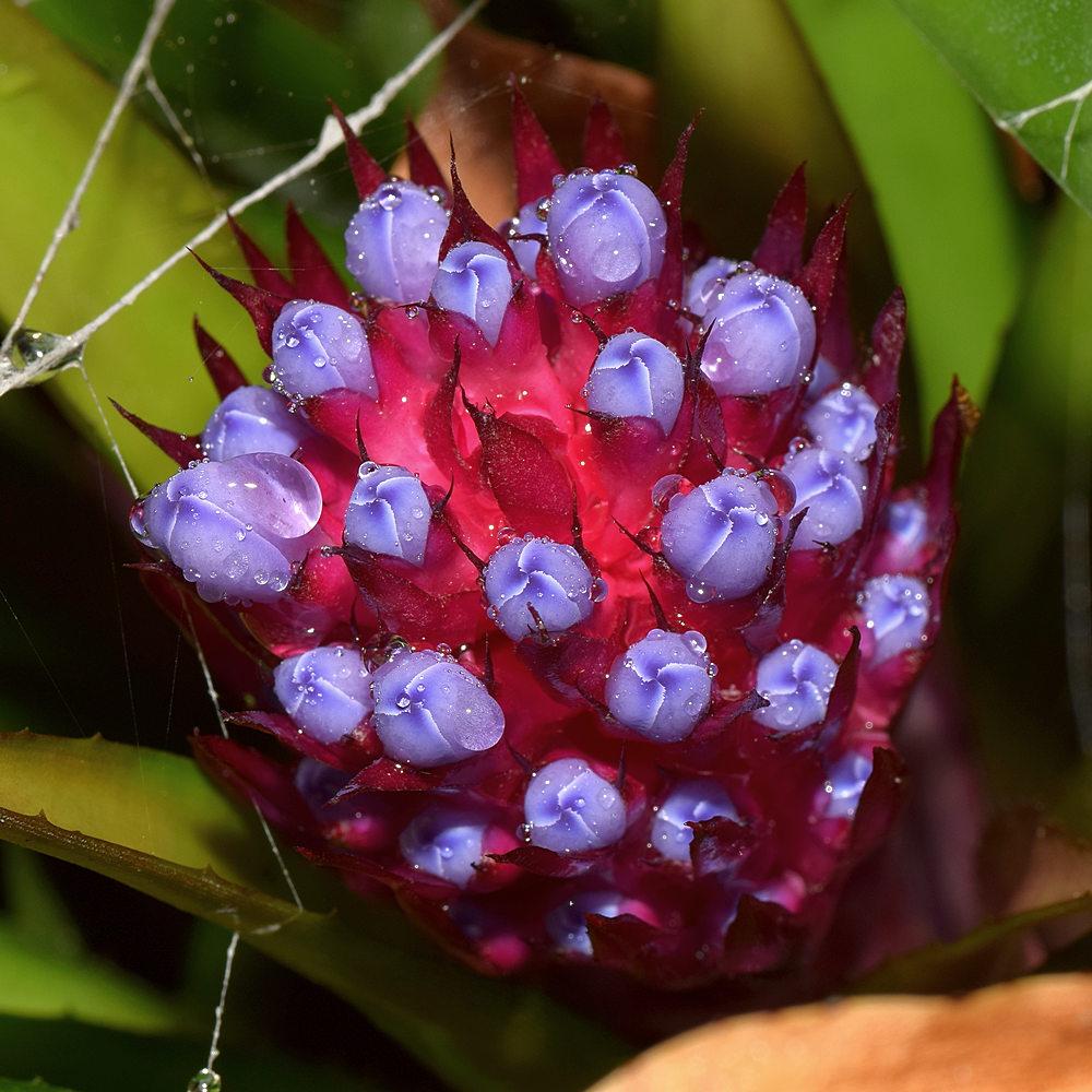 Bromiliad.jpg