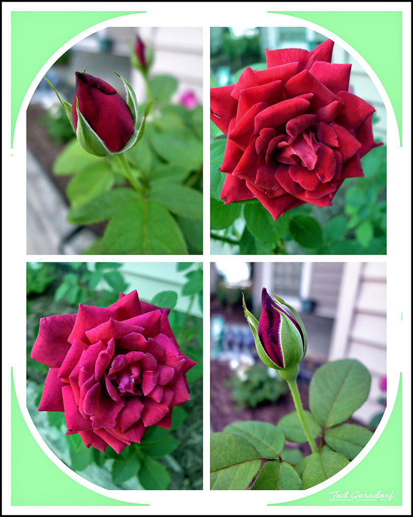 Brookpark Roses.jpg