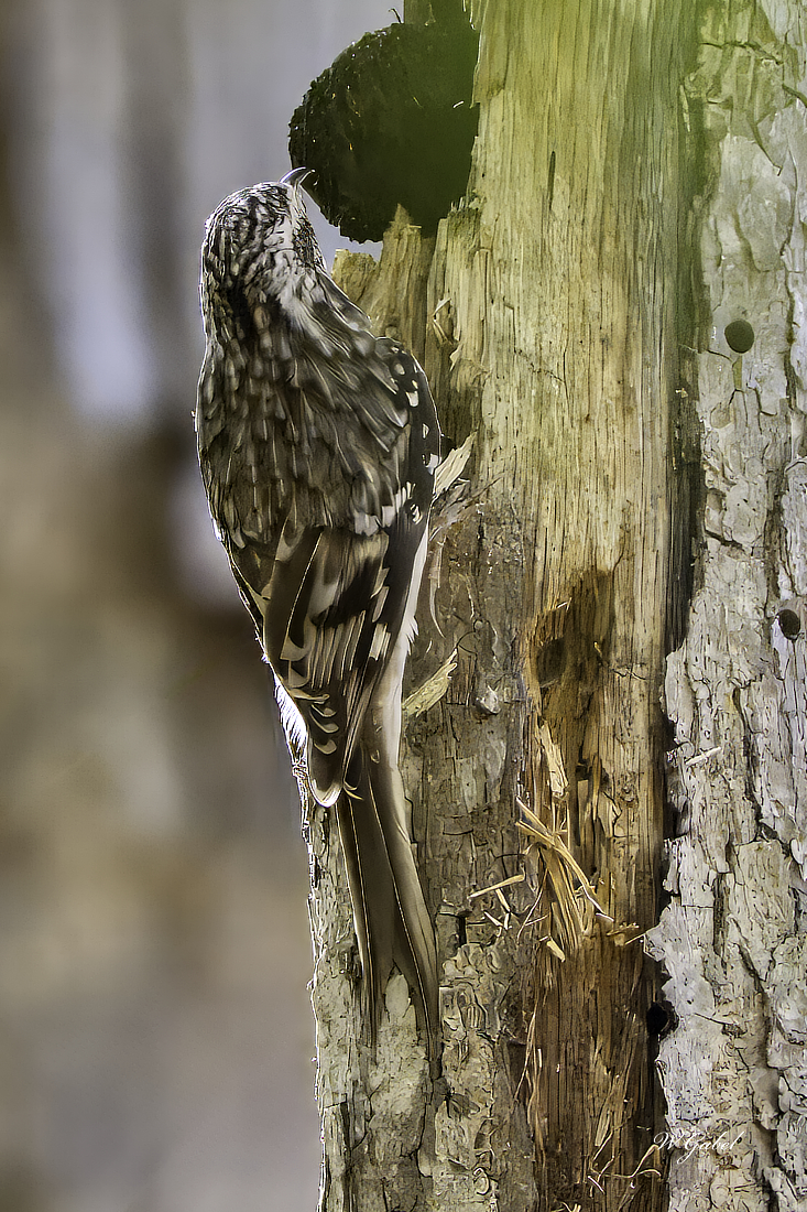 Brown creeper sm.jpg