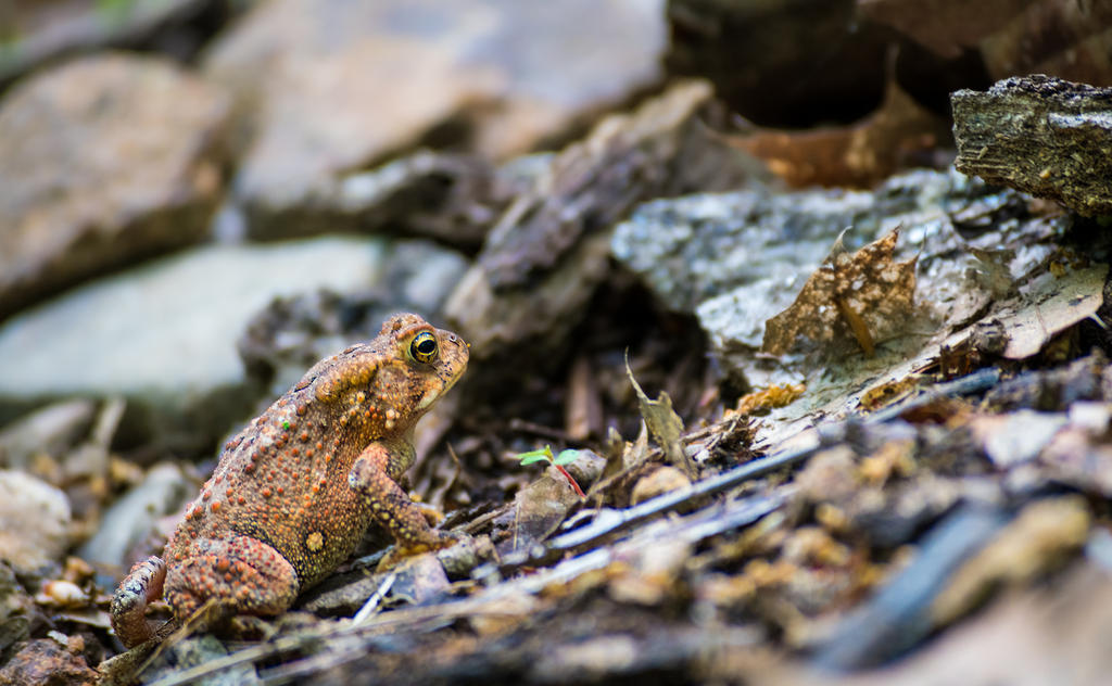 Brown Frog 1 (1 of 1).jpg