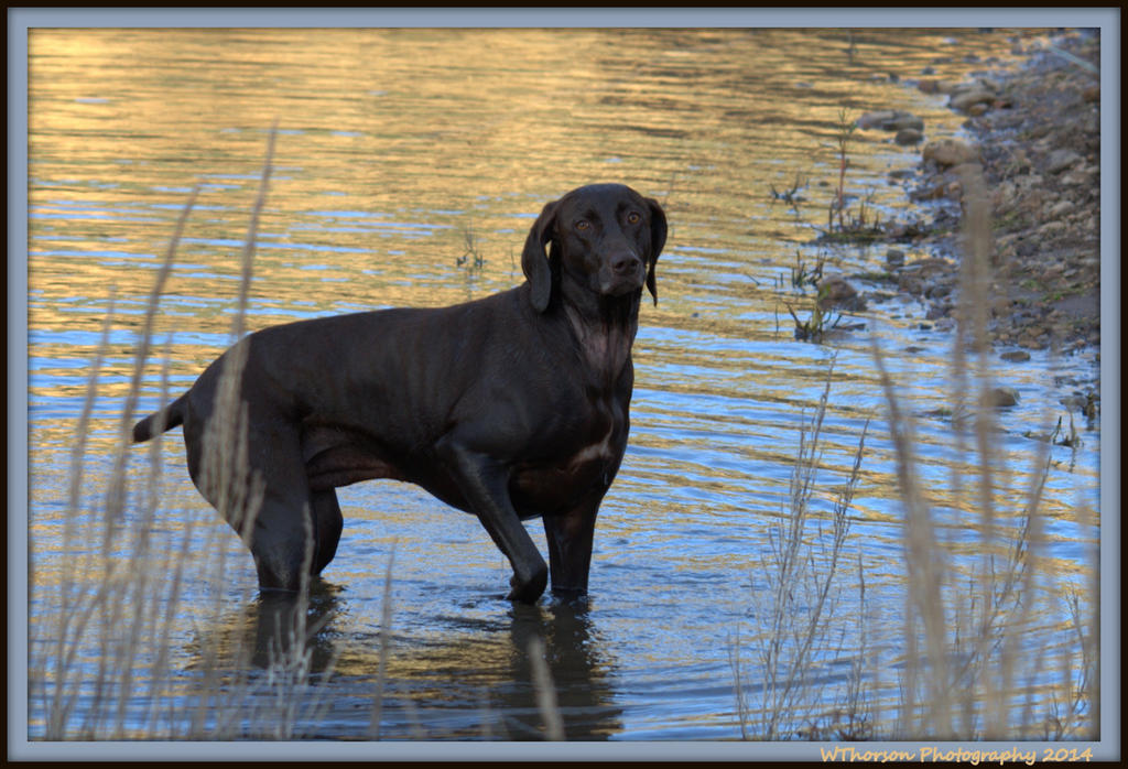 Brown Lab.jpg