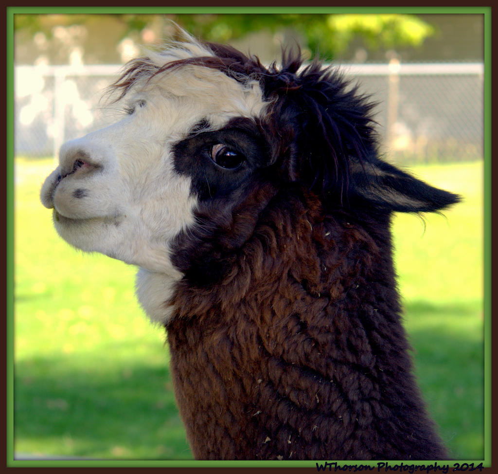 Brown Llama.jpg