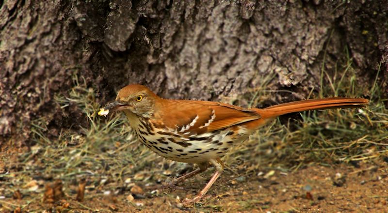 brown thrasher.jpg