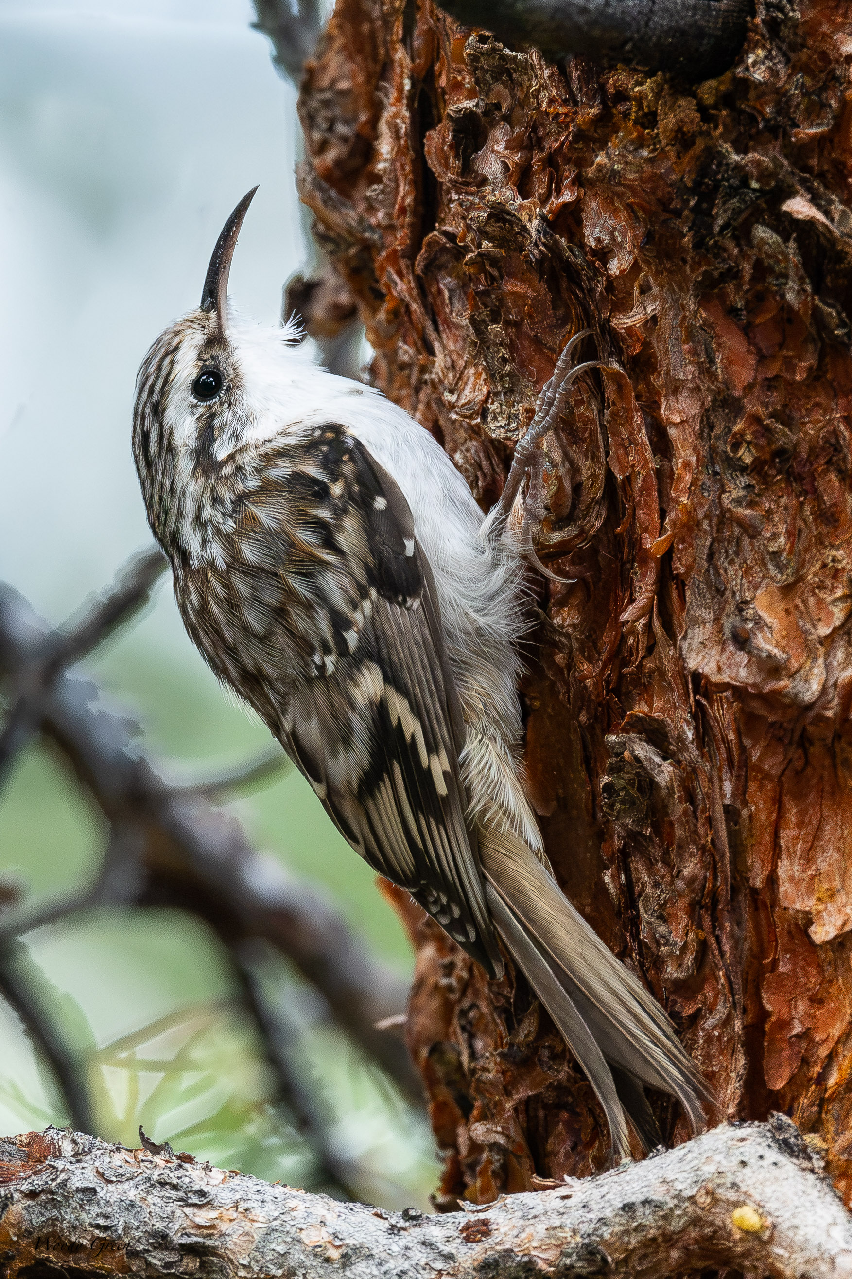 BrownCreeper-753.jpg