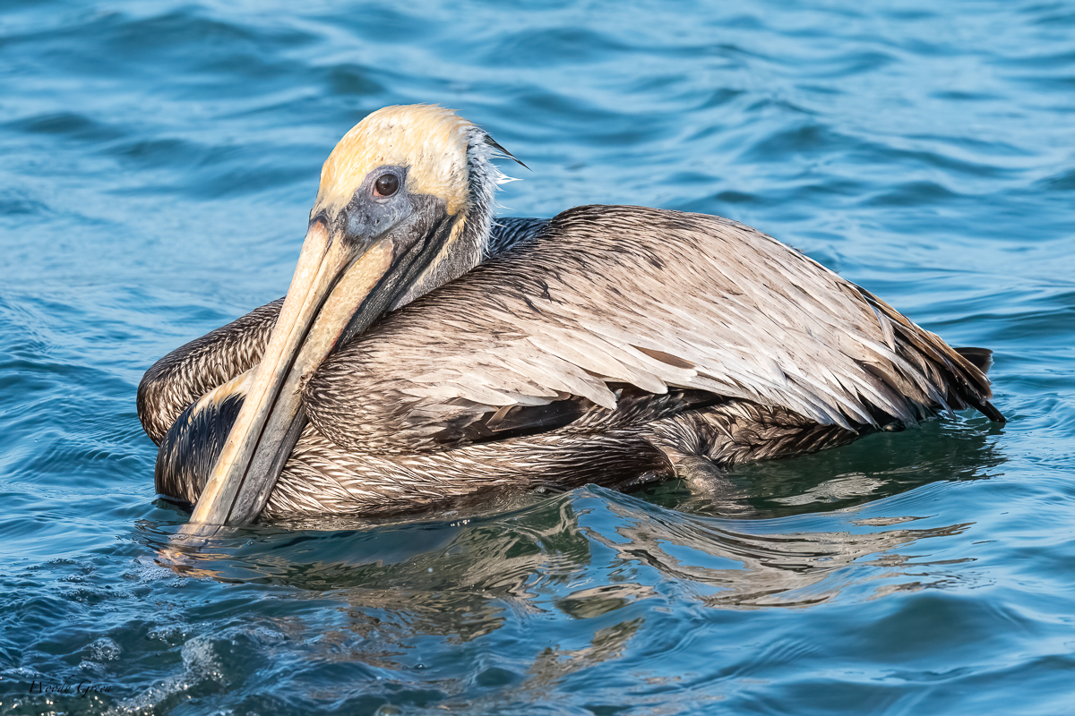 BrownPelican-615.jpg
