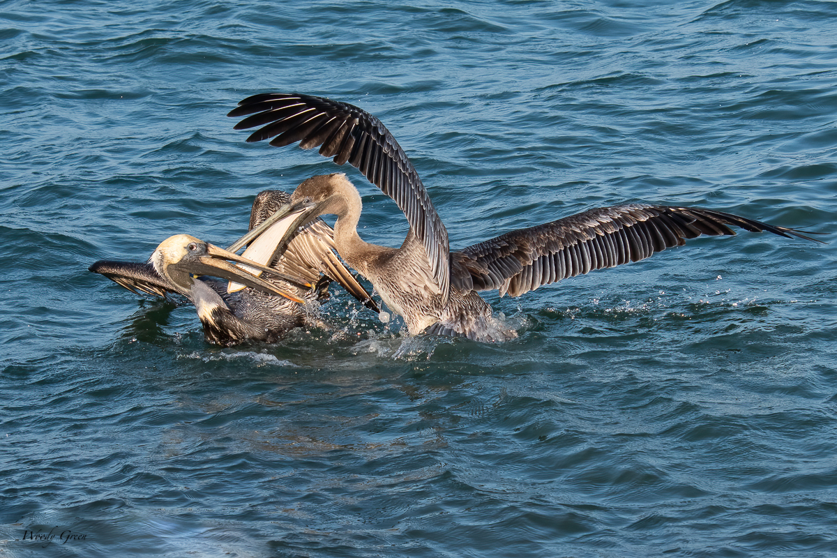 BrownPelican-616.jpg