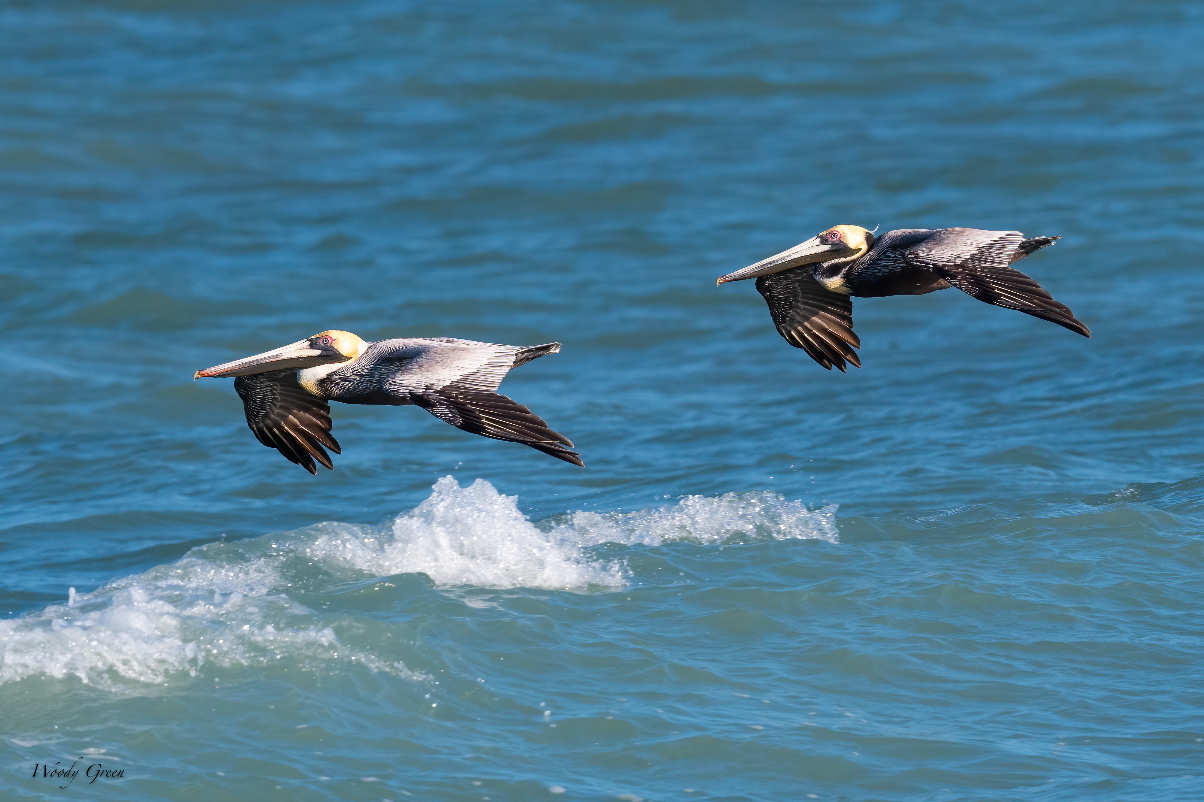 BrownPelicanFlight-584.jpg