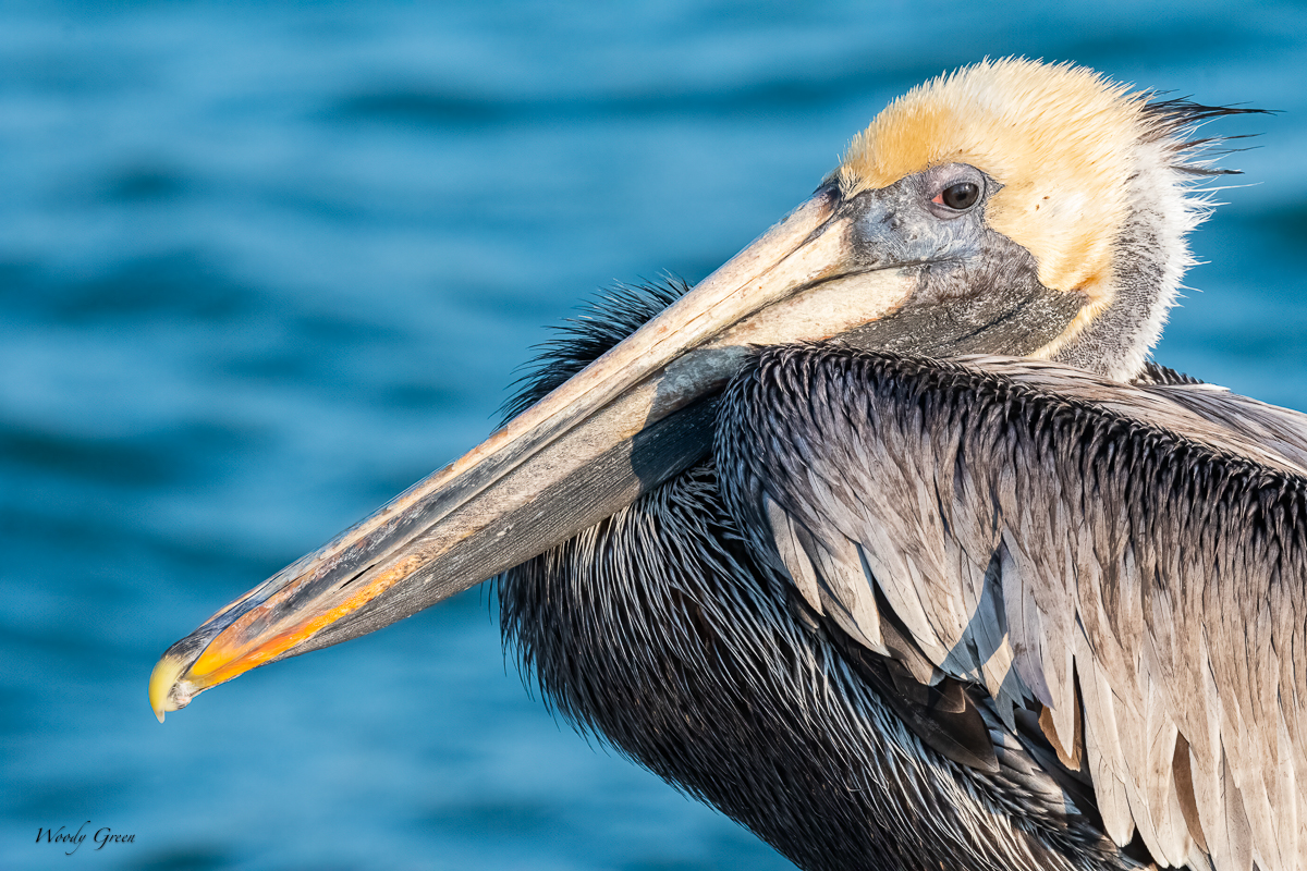 BrownPelicanSmall-612.jpg
