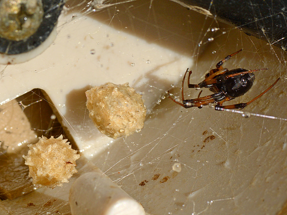 BrownWidow.jpg