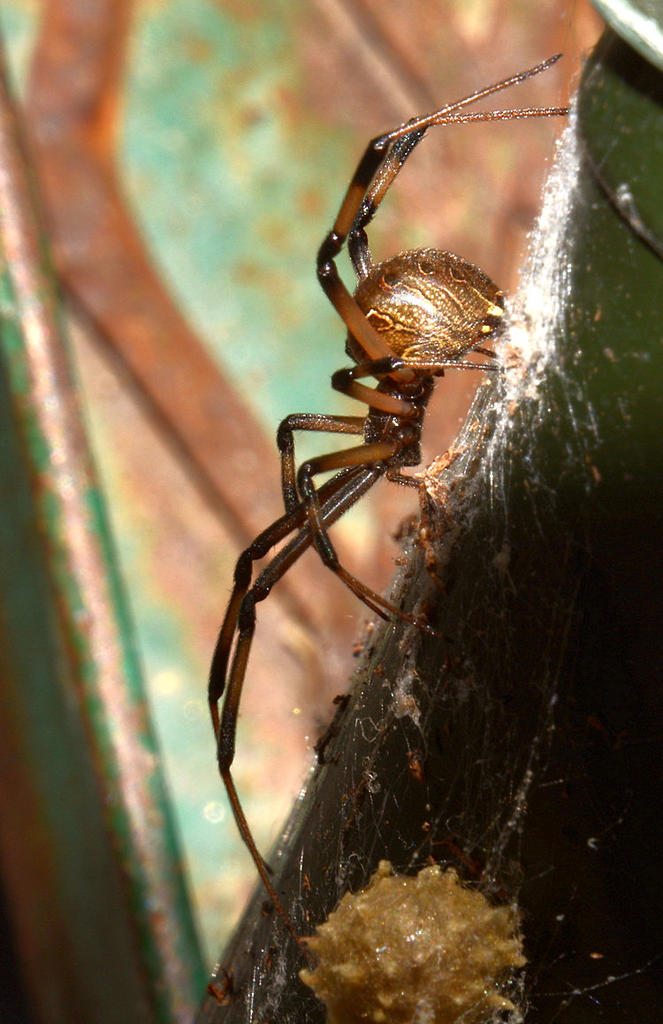 BrownWidow2.jpg