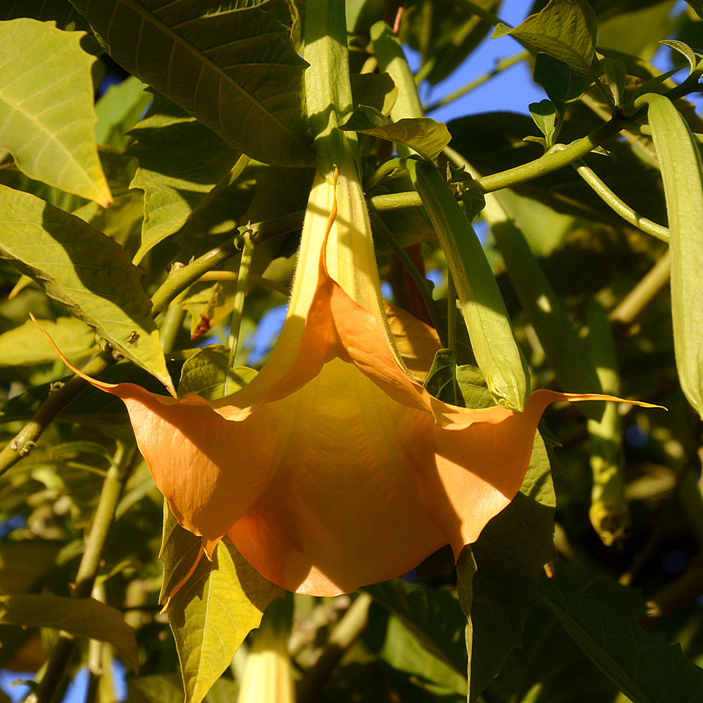Brugmansia.jpg