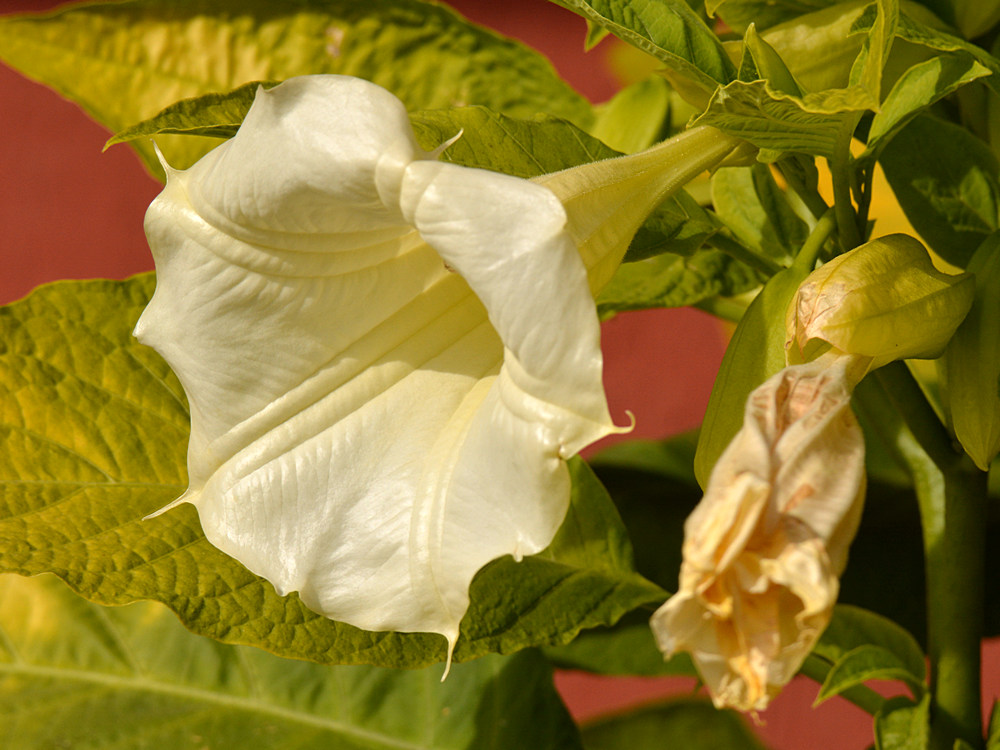 Brugmansia.jpg