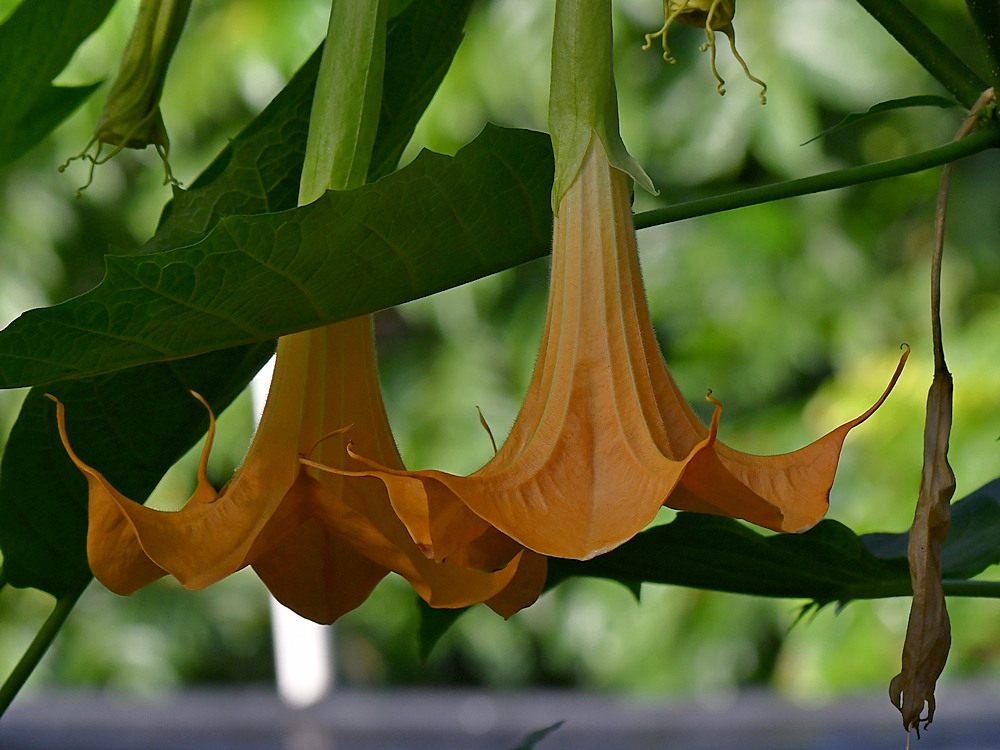 Brugmansia.jpg
