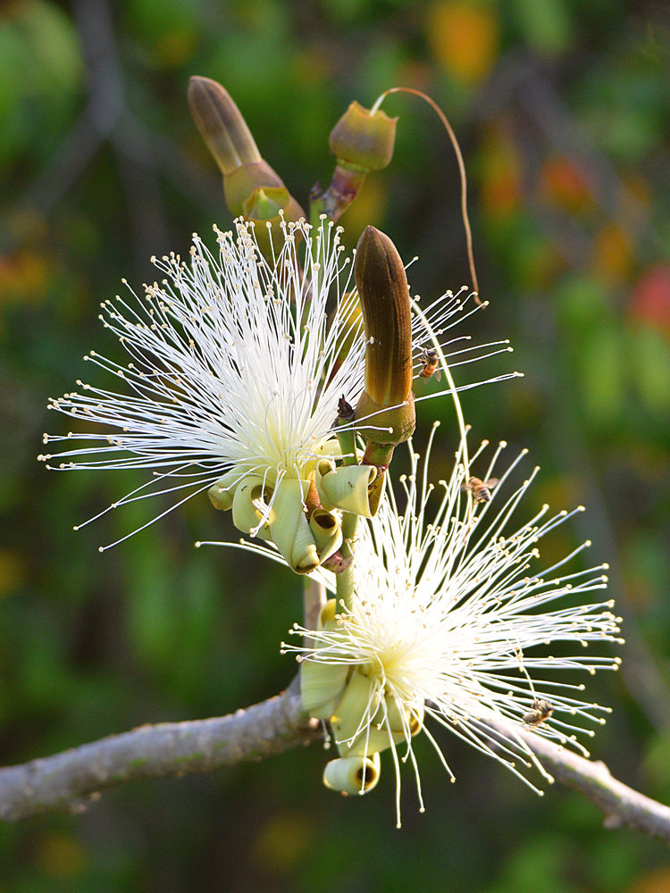 BrushFlower.jpg
