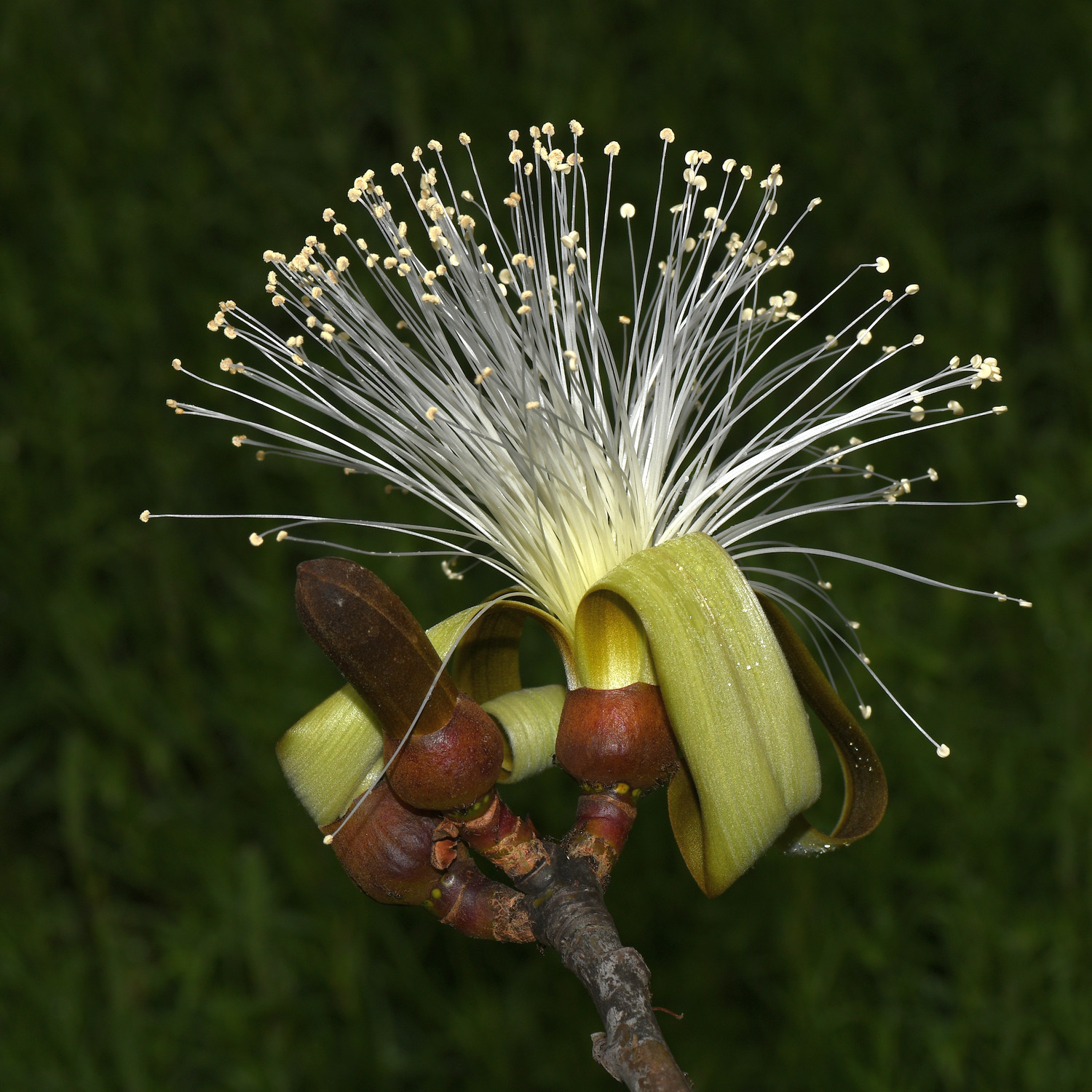 BrushFlower.jpg