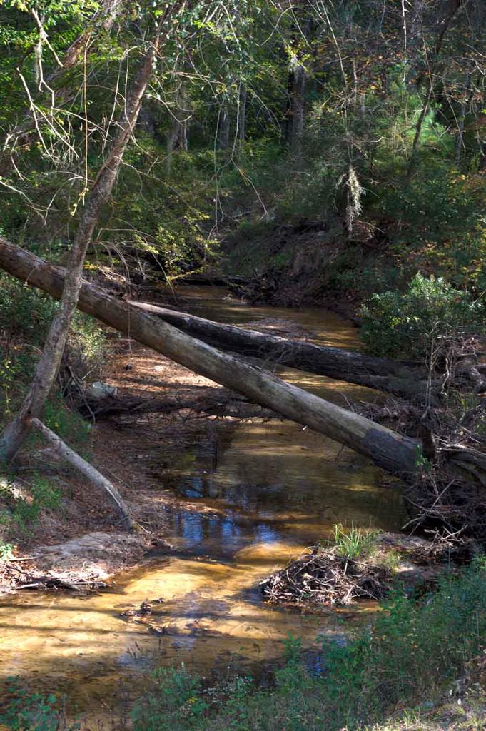 Brushy Creek.jpg