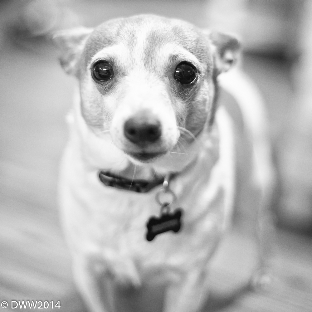 Brutus B&W Challenge (1 of 1).jpg