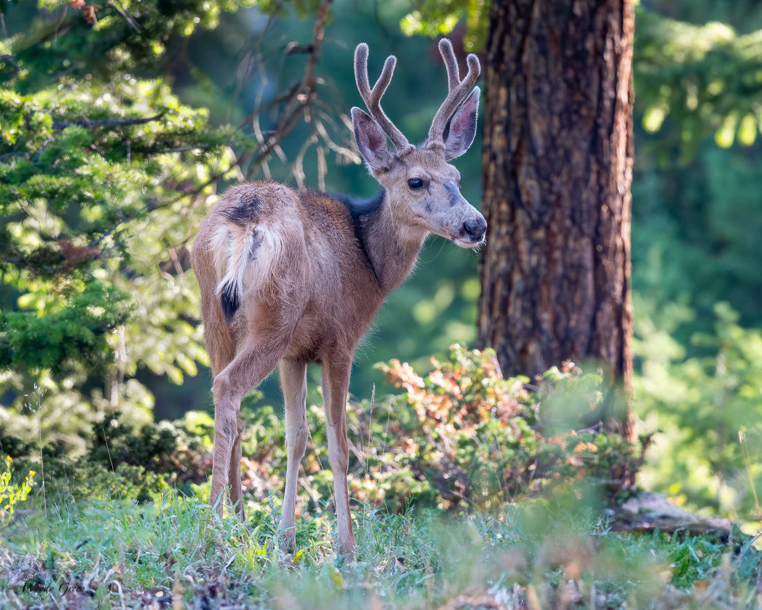 Buck-286.jpg