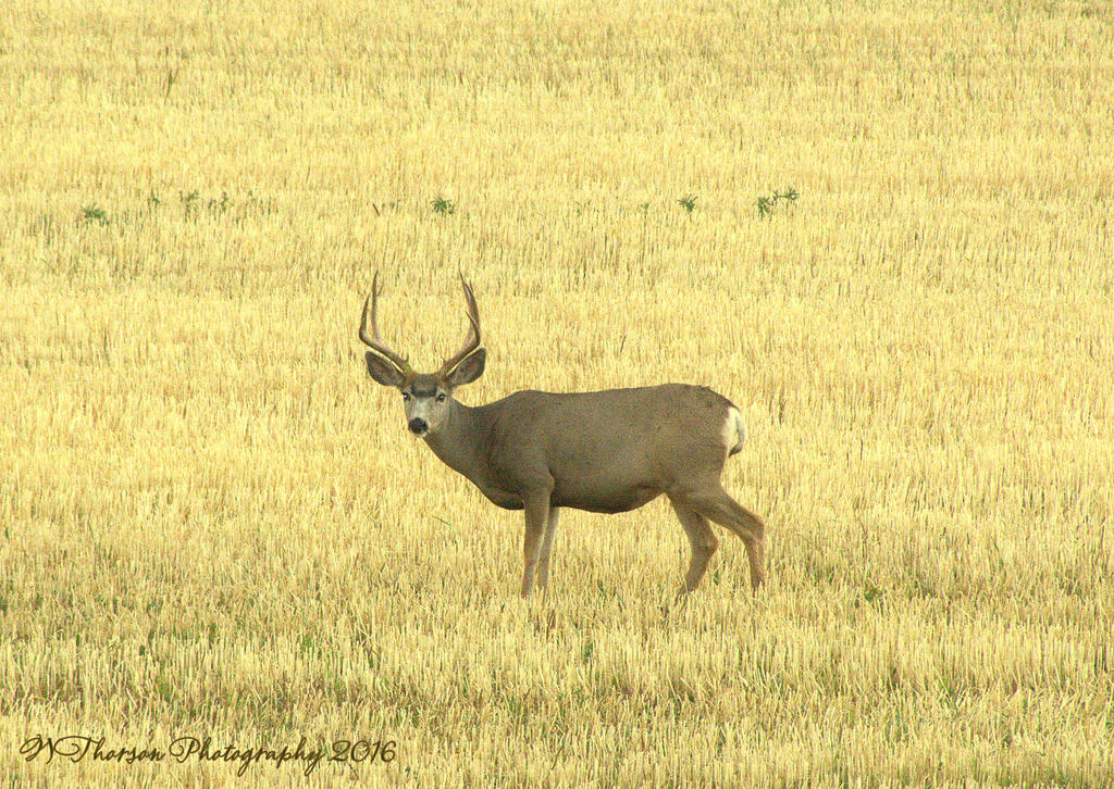 Buck Deer in Lost Creek Canyon  9-10-2016.jpg