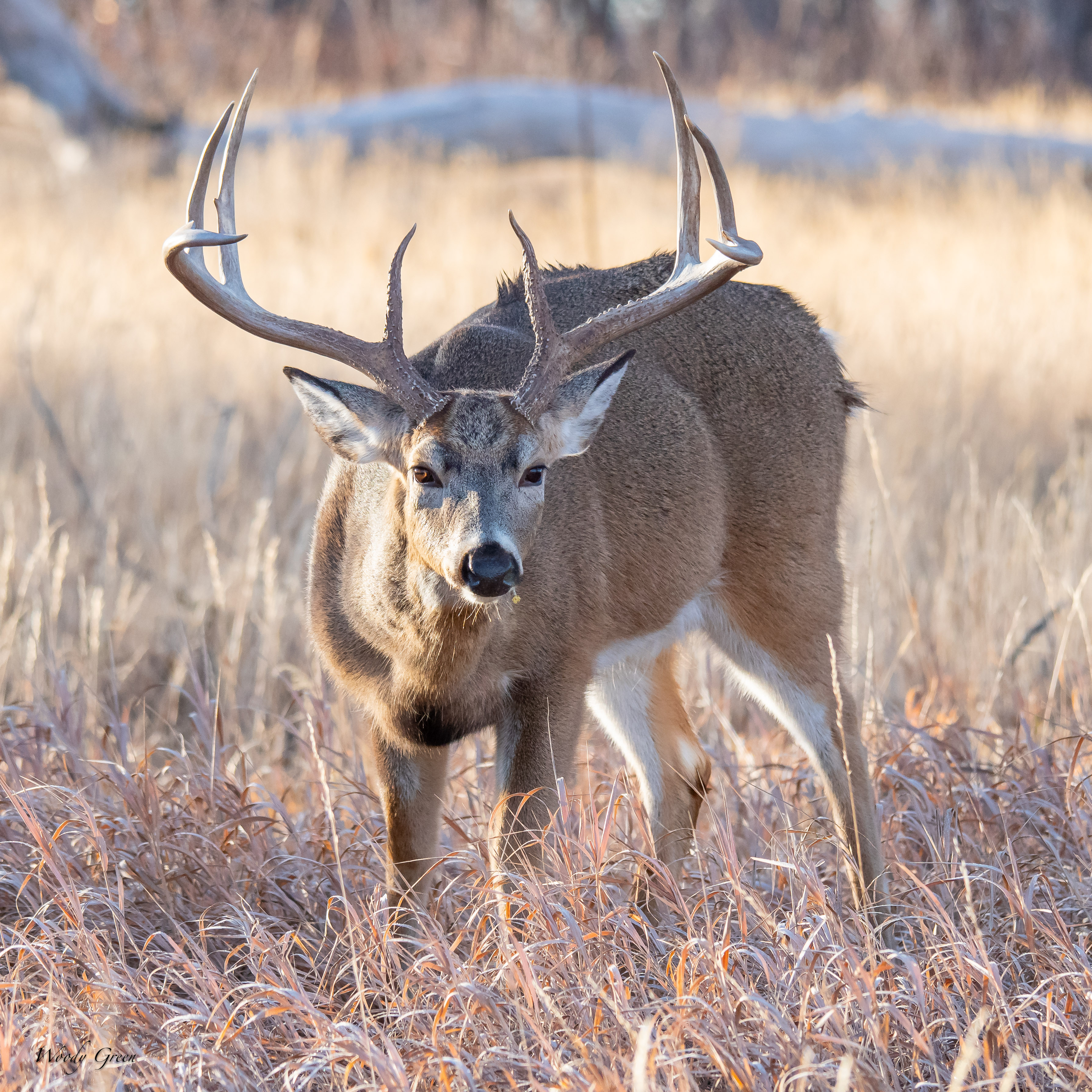 BuckBacklight-181.jpg