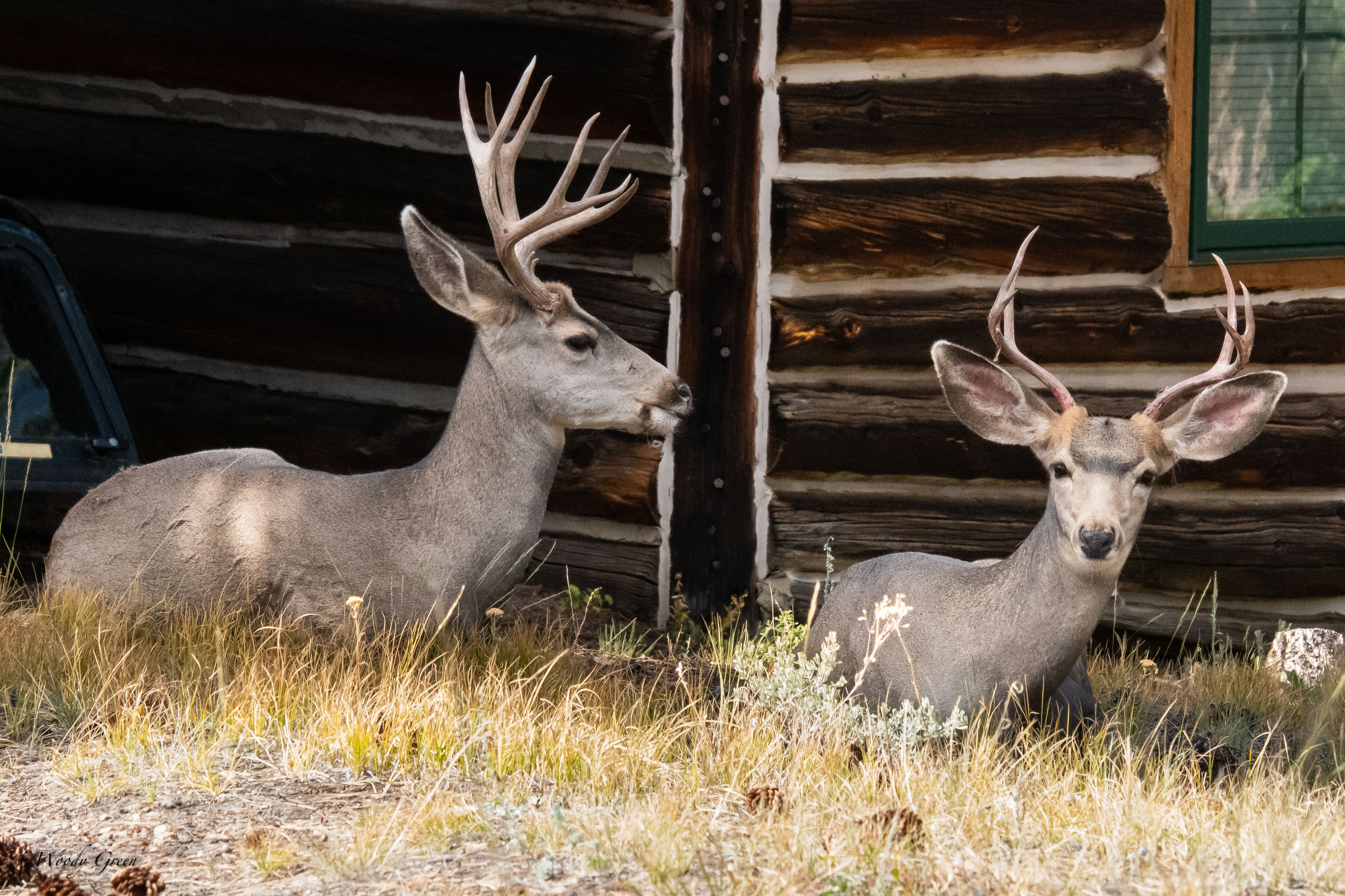 Bucks-119.jpg