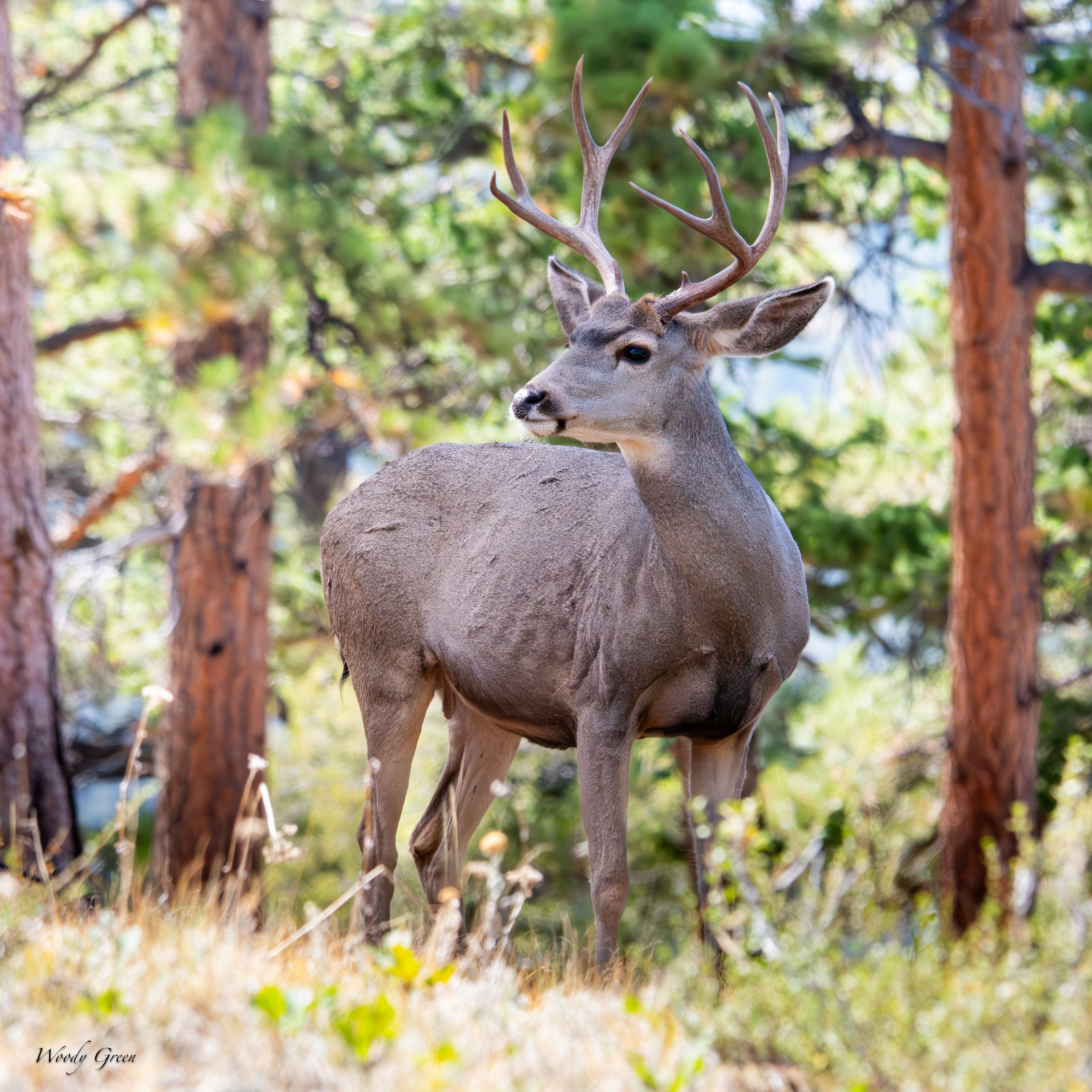 Bucks-120.jpg