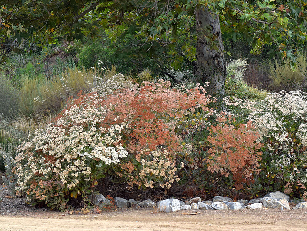 Buckwheat.jpg