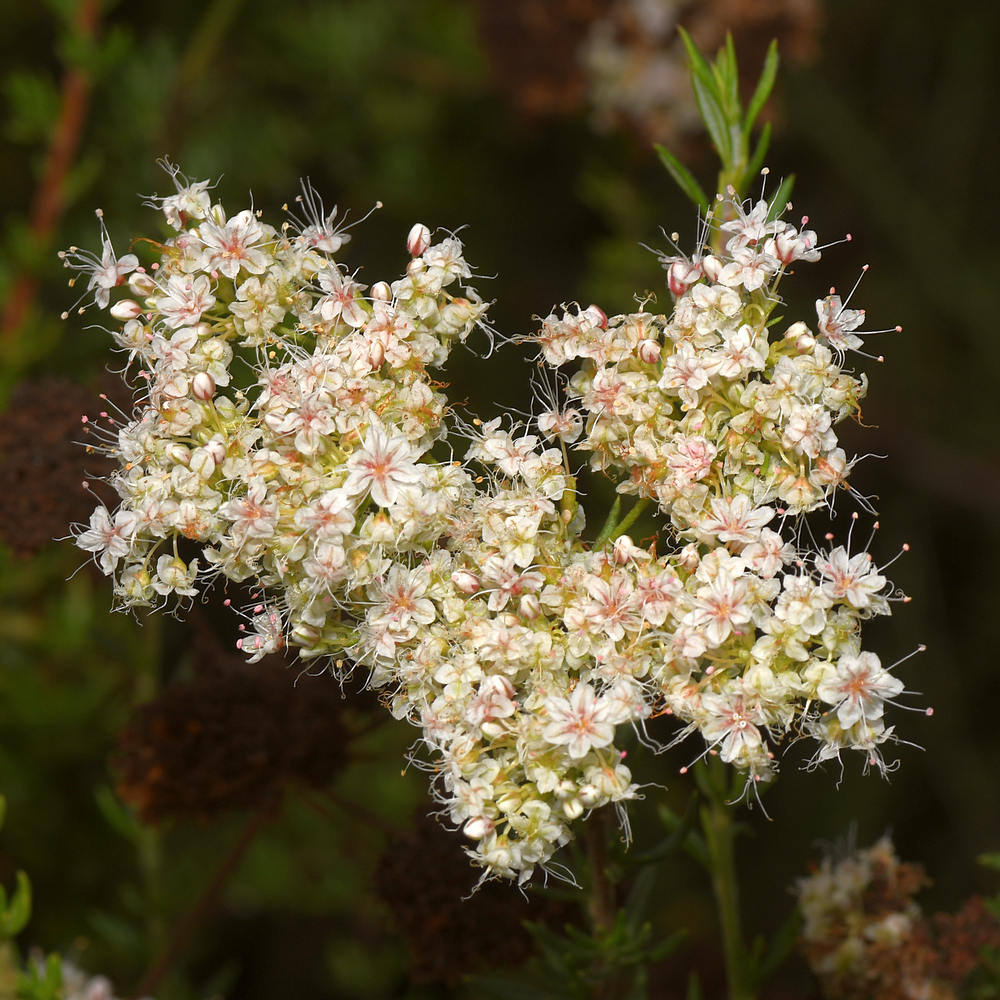 Buckwheat.jpg