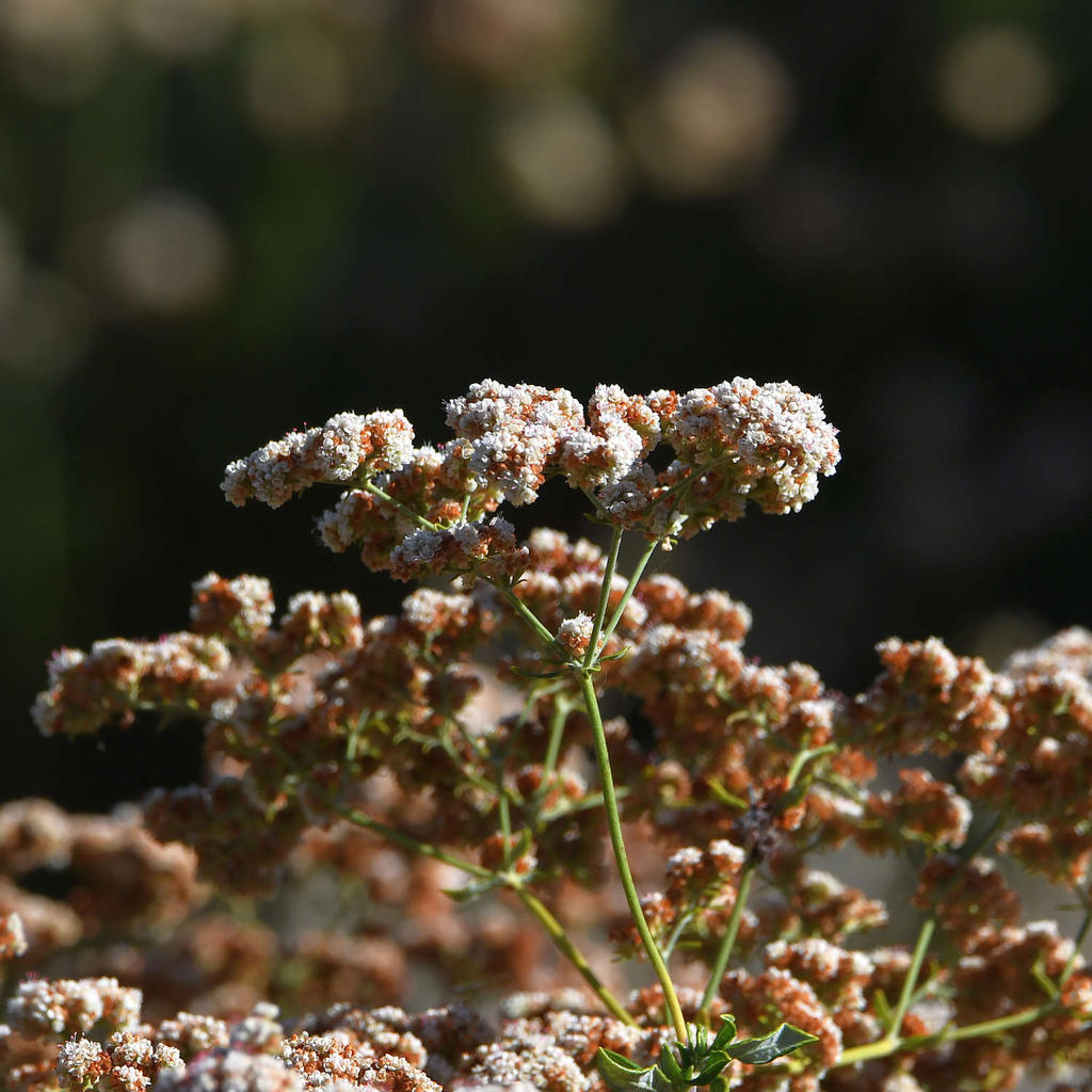 Buckwheat.jpg