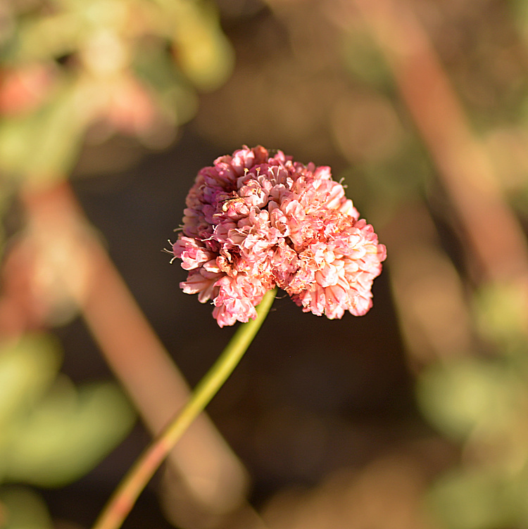 Buckwheat26Dec2013.jpg