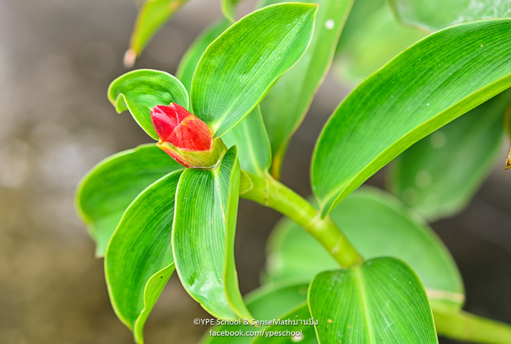 bud-1.jpg